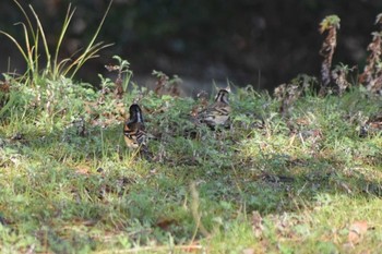 Brambling Akashi Park Sun, 3/14/2021