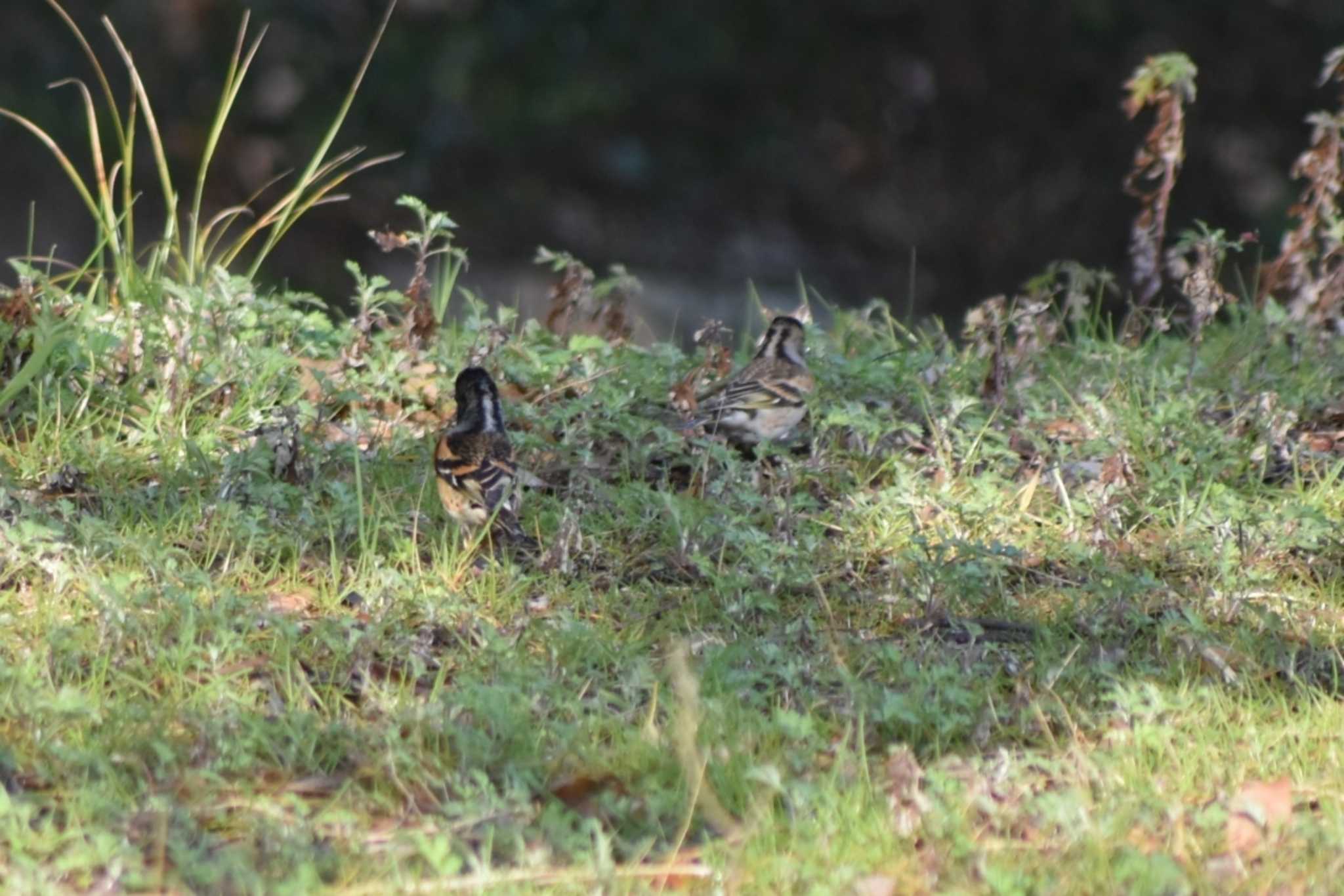 Brambling