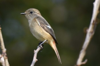 Daurian Redstart Akashi Park Sun, 3/14/2021