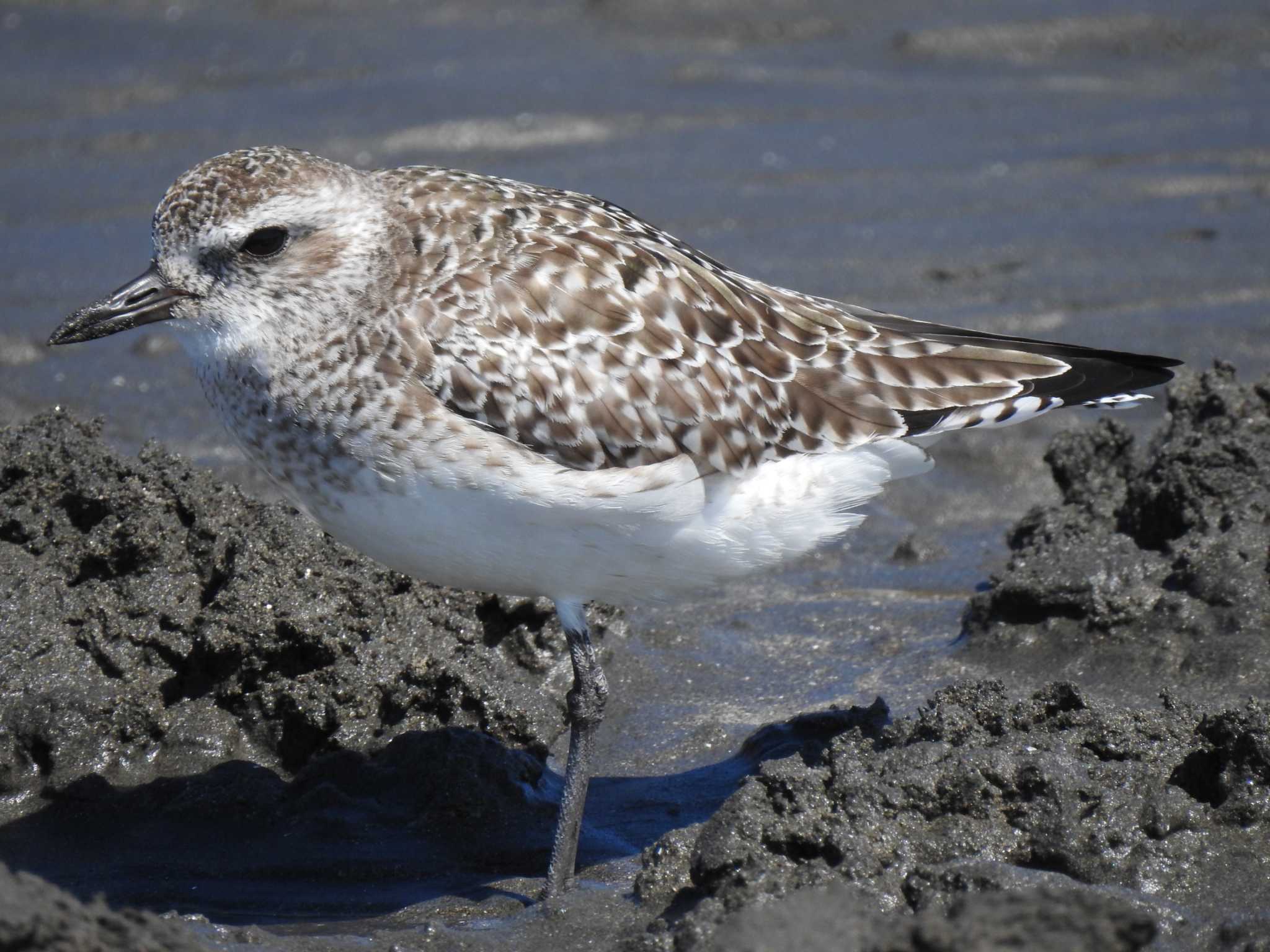 Grey Plover