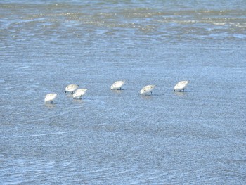 ミユビシギ ふなばし三番瀬海浜公園 2021年3月14日(日)