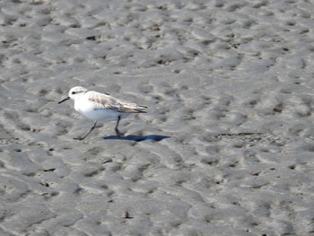 ミユビシギ ふなばし三番瀬海浜公園 2021年3月14日(日)