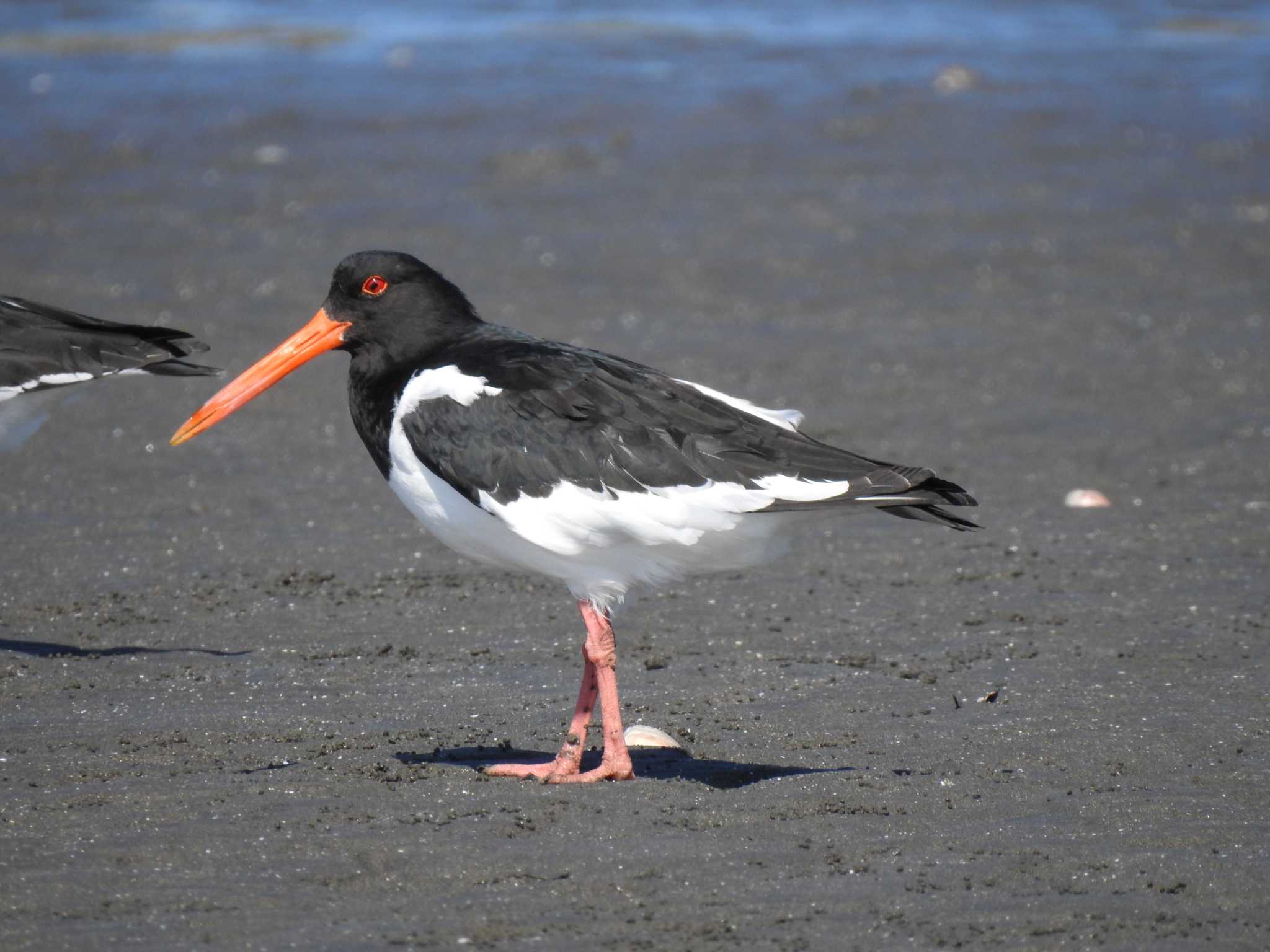 Eurasian Oystercatcher