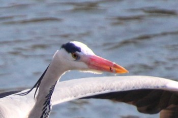 Sun, 3/14/2021 Birding report at 寺家ふるさと村近くの鶴見川