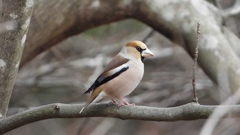 シメ 仙台市・水の森公園 2021年3月14日(日)