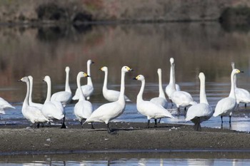 コハクチョウ 岐阜県 撮影日未設定