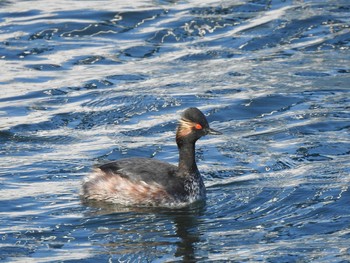 ハジロカイツブリ ふなばし三番瀬海浜公園 2021年3月14日(日)