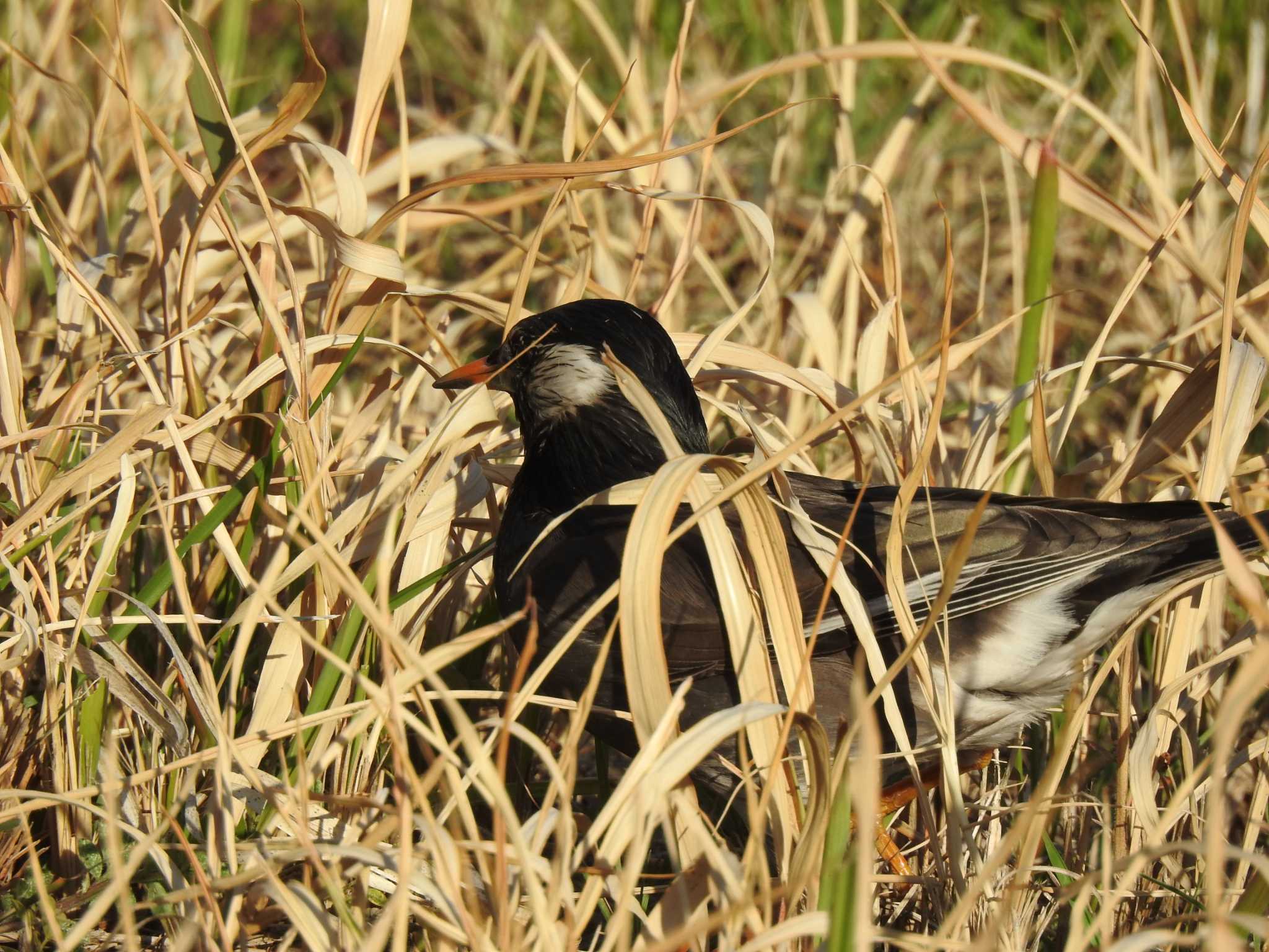 White-cheeked Starling