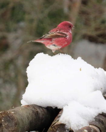 Pallas's Rosefinch Saitama Prefecture Forest Park Sun, 1/29/2017