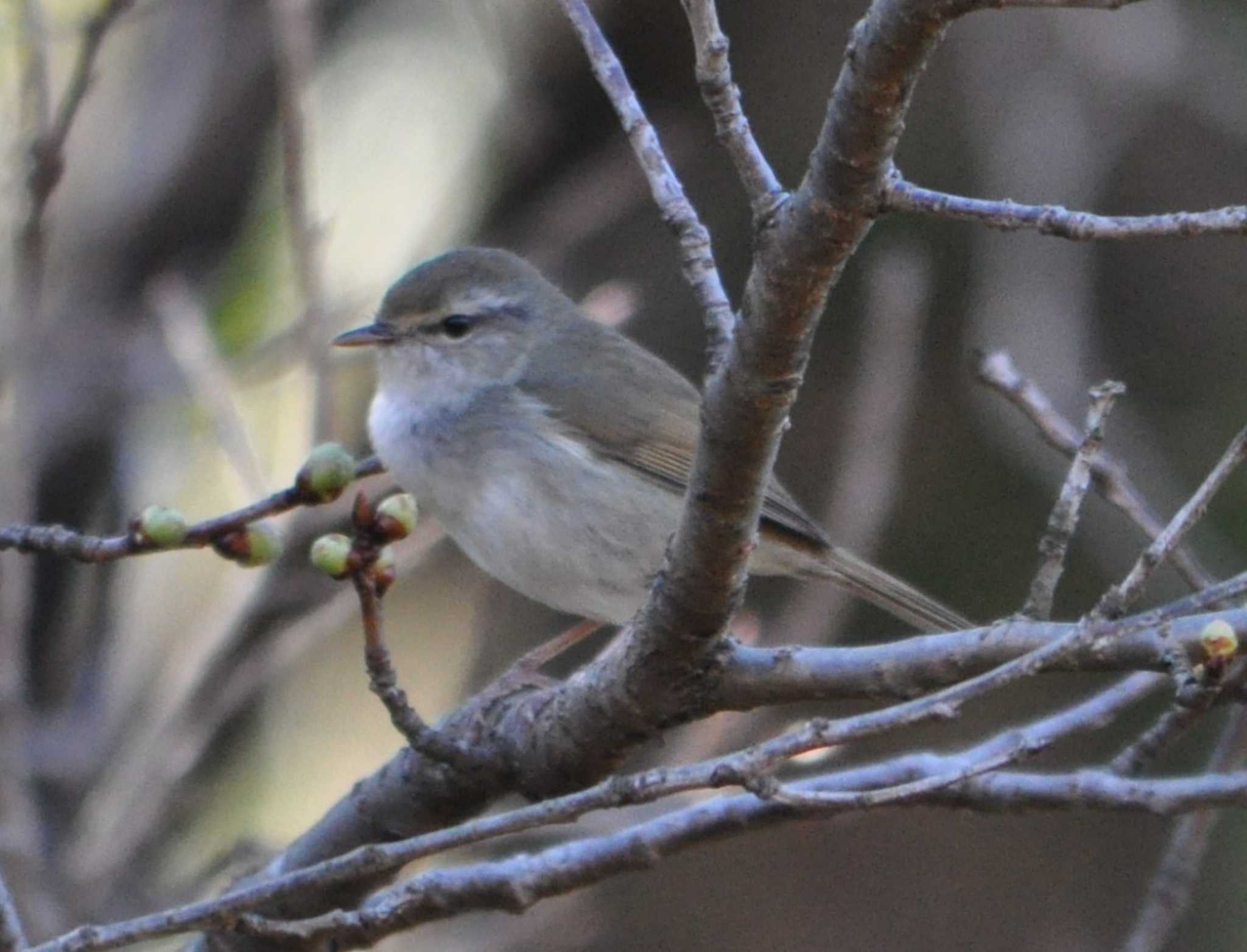 Photo of Japanese Bush Warbler at Maioka Park by ヤマガーラ