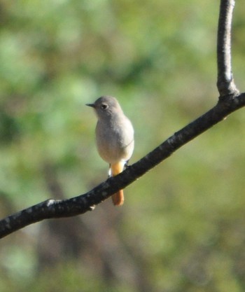 Daurian Redstart Maioka Park Sun, 3/14/2021