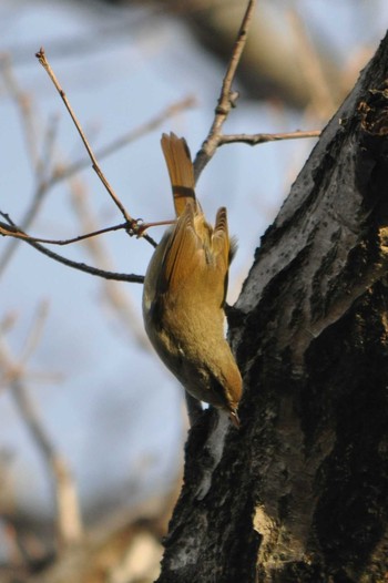 Japanese Bush Warbler Maioka Park Sun, 3/14/2021