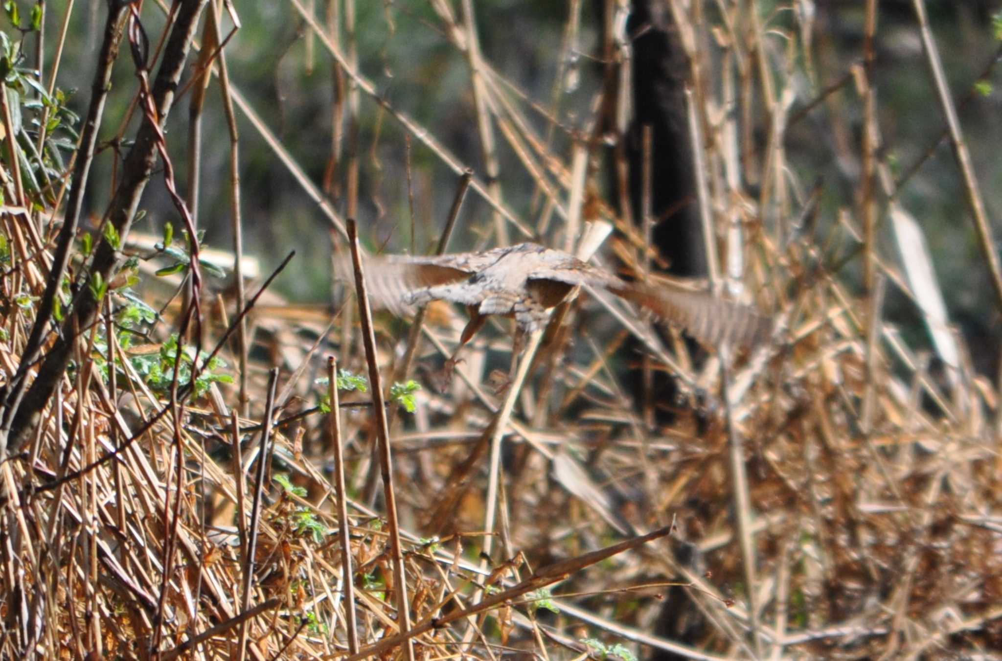 Eurasian Wryneck