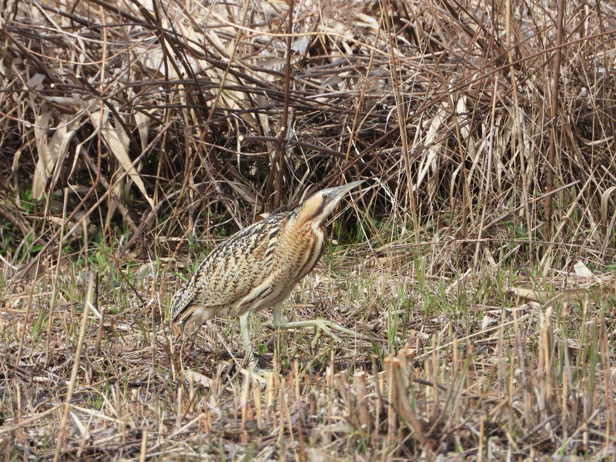 Eurasian Bittern