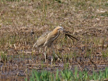 2021年3月14日(日) 平城宮跡歴史公園（奈良）の野鳥観察記録