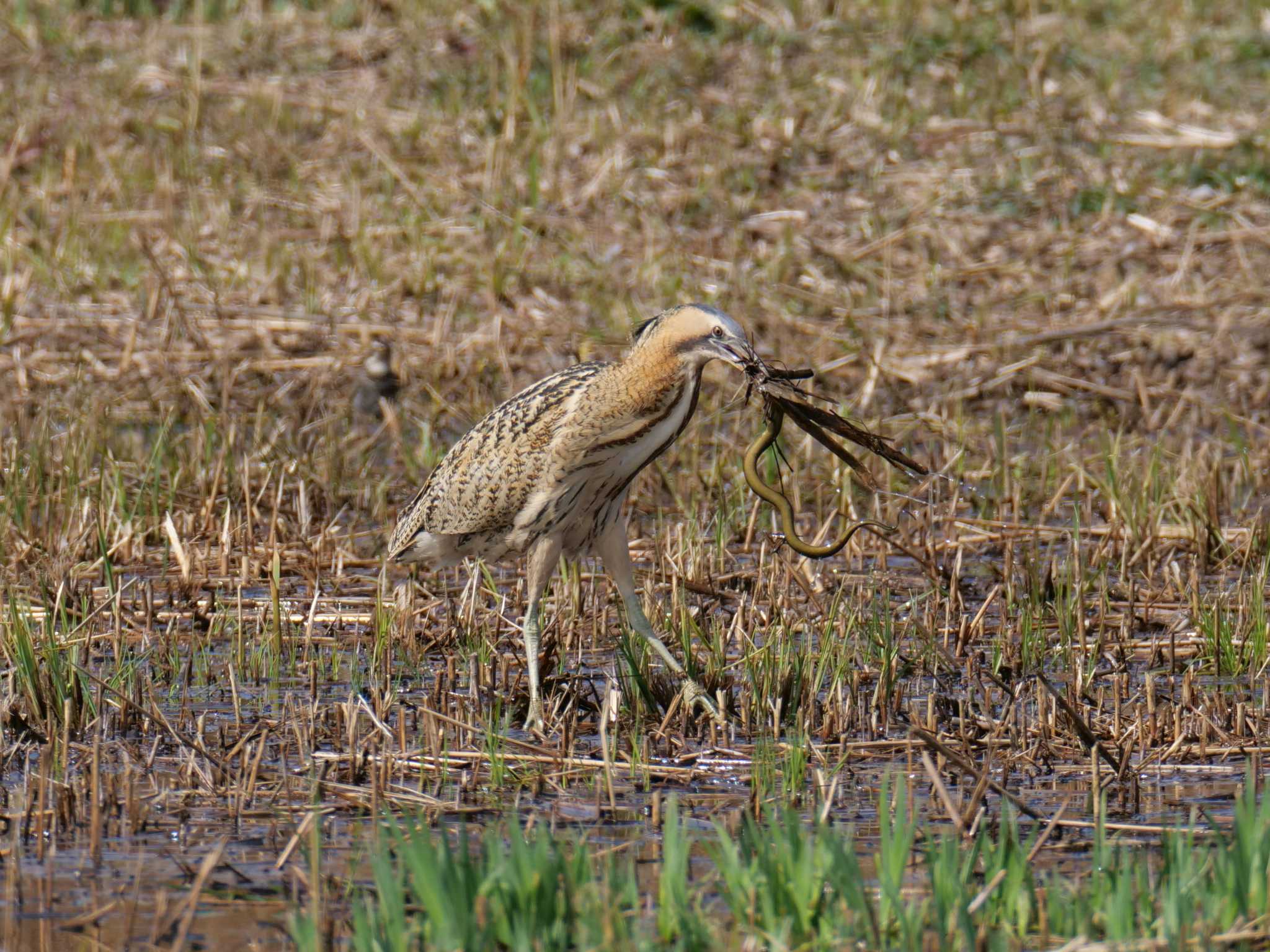 Photo of Eurasian Bittern at 平城宮跡歴史公園（奈良） by 禽好き