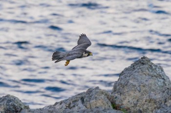 Peregrine Falcon 山口県下関市 Sat, 3/6/2021