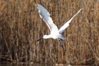 クロツラヘラサギ 葛西臨海公園 2021年3月14日(日)