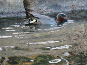 Green-winged Teal 岡山市後楽園 Mon, 1/30/2017