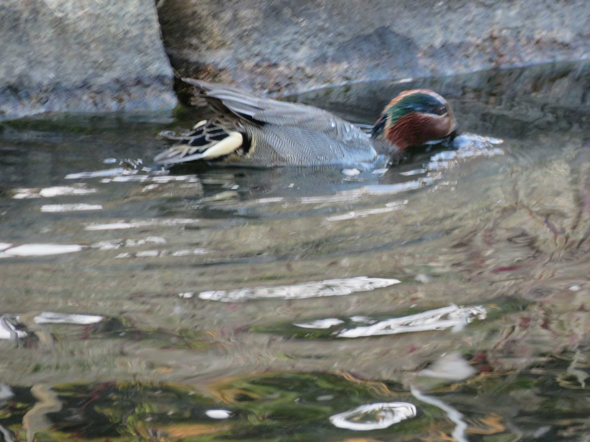 Photo of Green-winged Teal at 岡山市後楽園 by たけ
