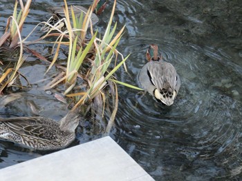 Green-winged Teal 岡山市後楽園 Mon, 1/30/2017