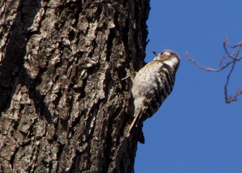 Japanese Pygmy Woodpecker 秋ヶ瀬公園(野鳥の森) Sun, 3/14/2021