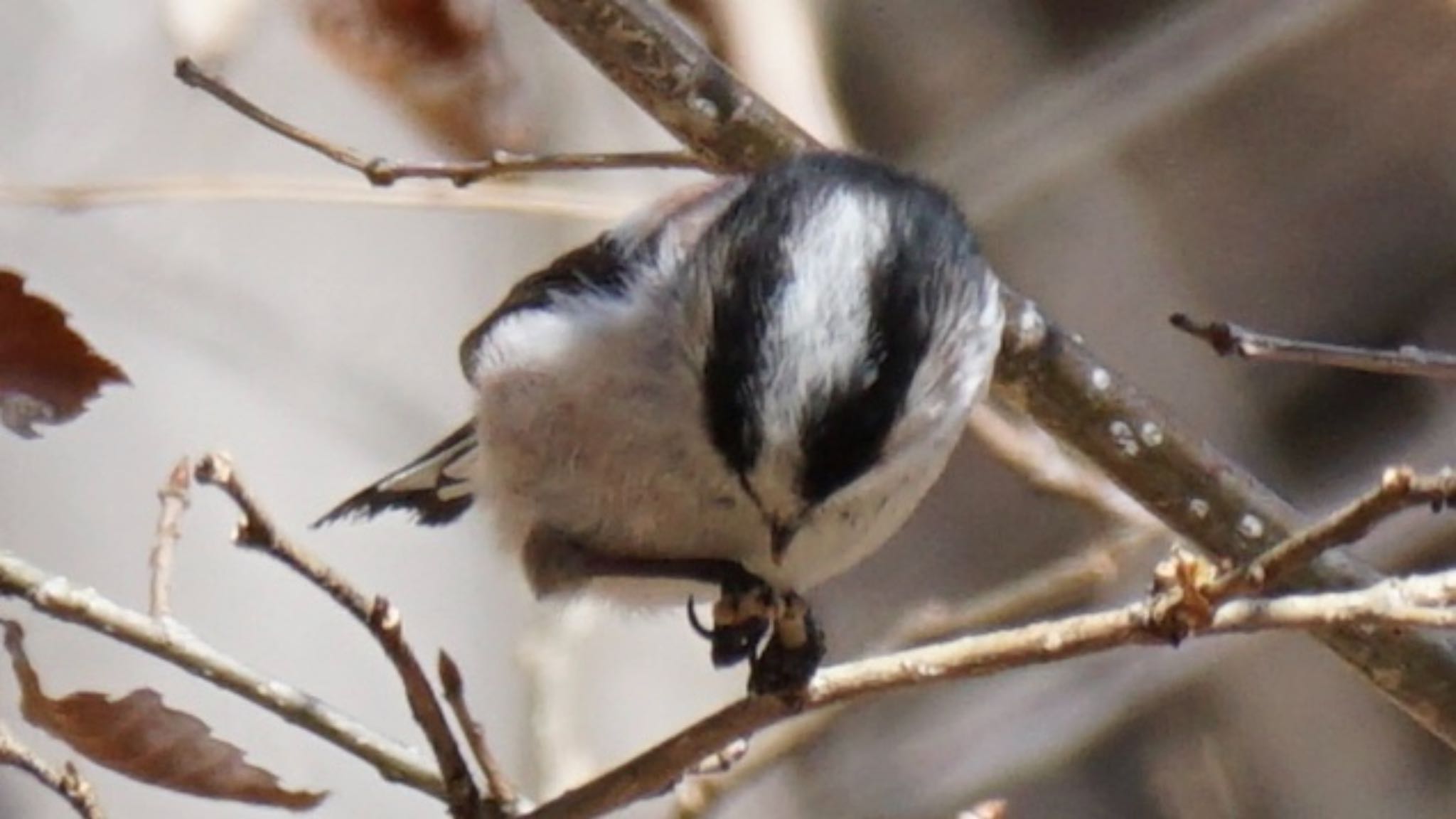 Photo of Long-tailed Tit at 埼玉県県民の森 by ツピ太郎