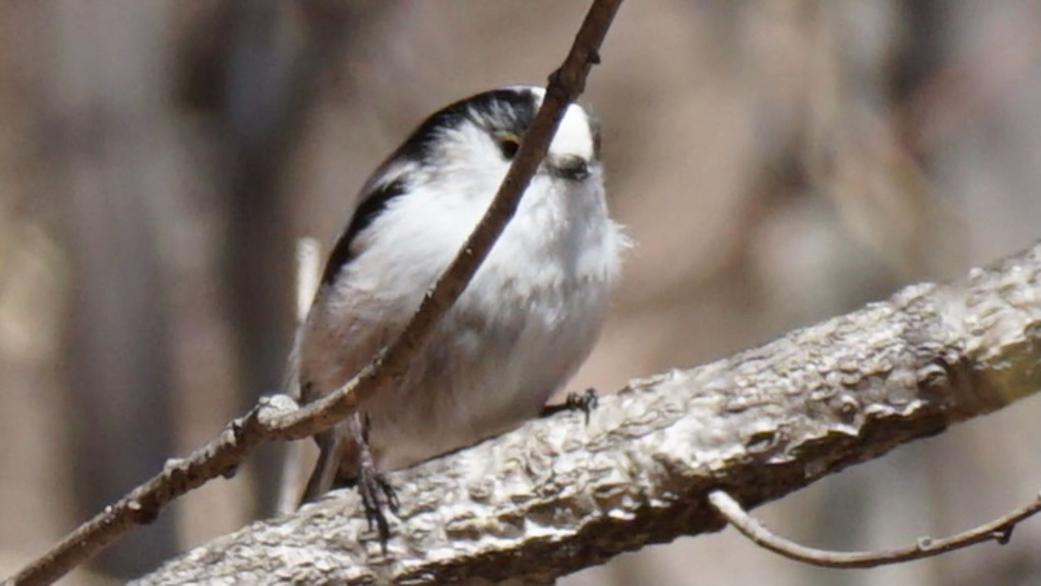 Photo of Long-tailed Tit at 埼玉県県民の森 by ツピ太郎