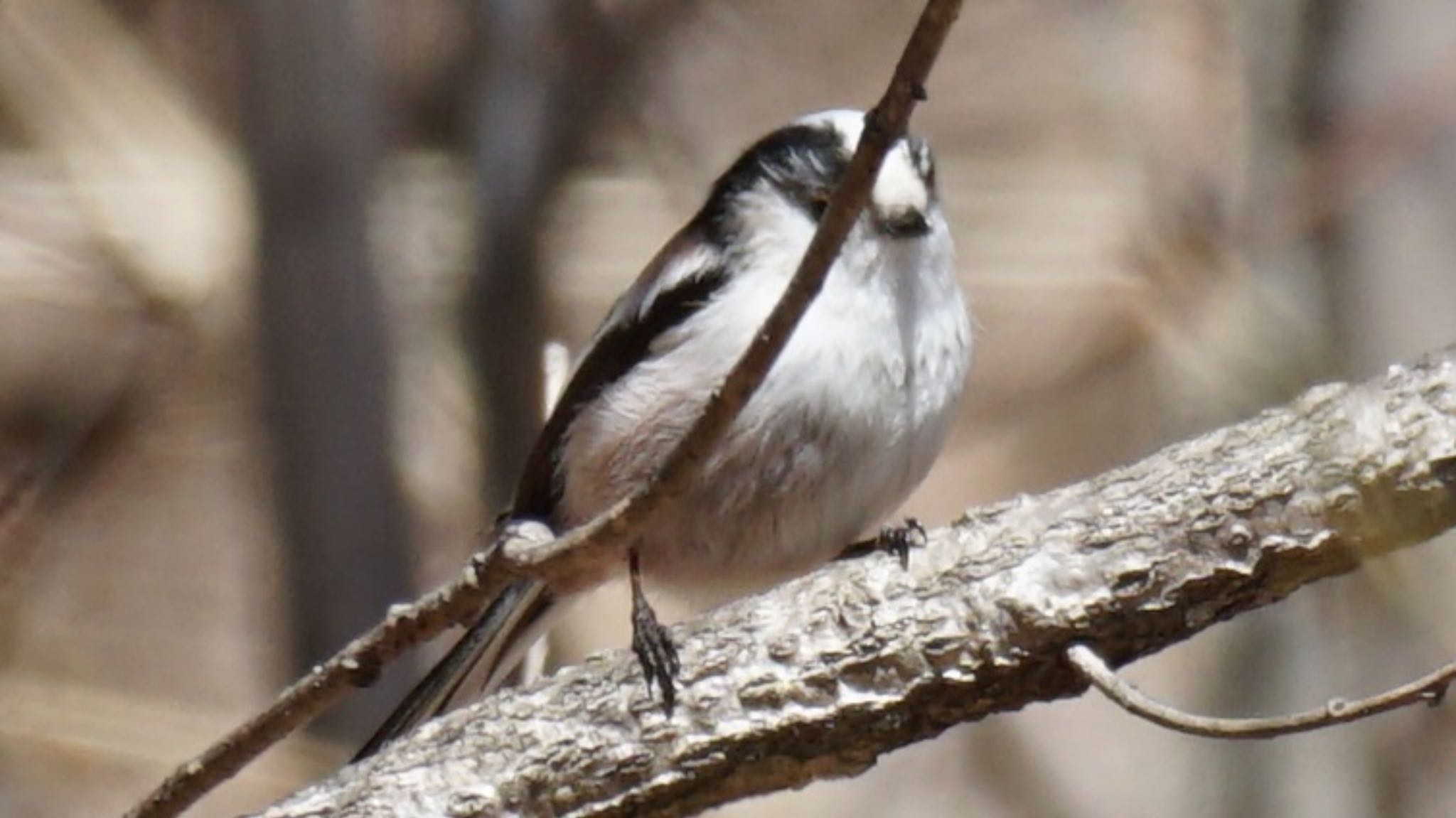 Long-tailed Tit