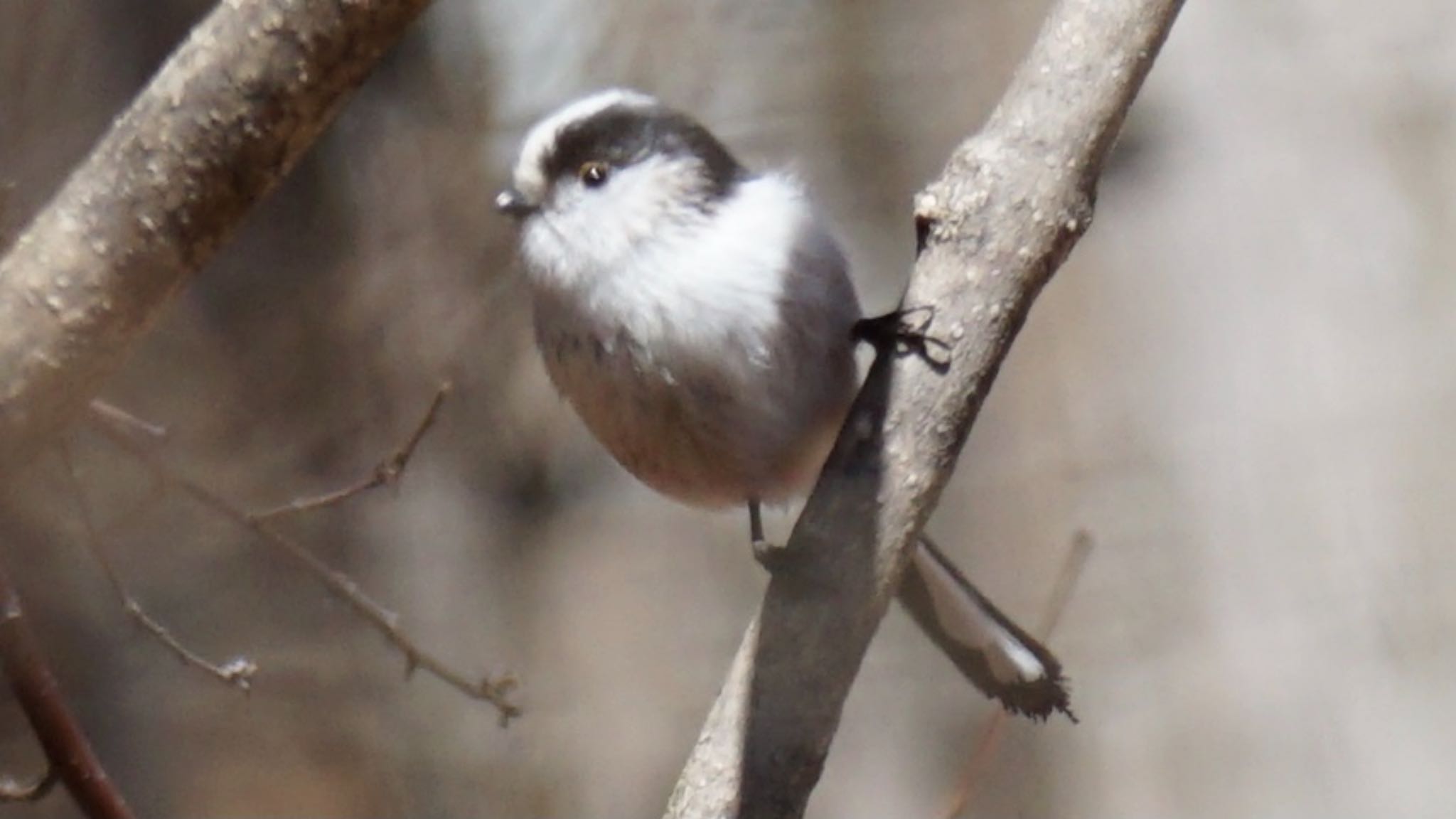 Photo of Long-tailed Tit at 埼玉県県民の森 by ツピ太郎