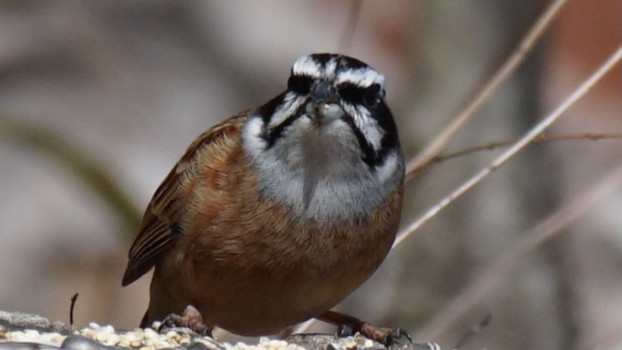 Meadow Bunting