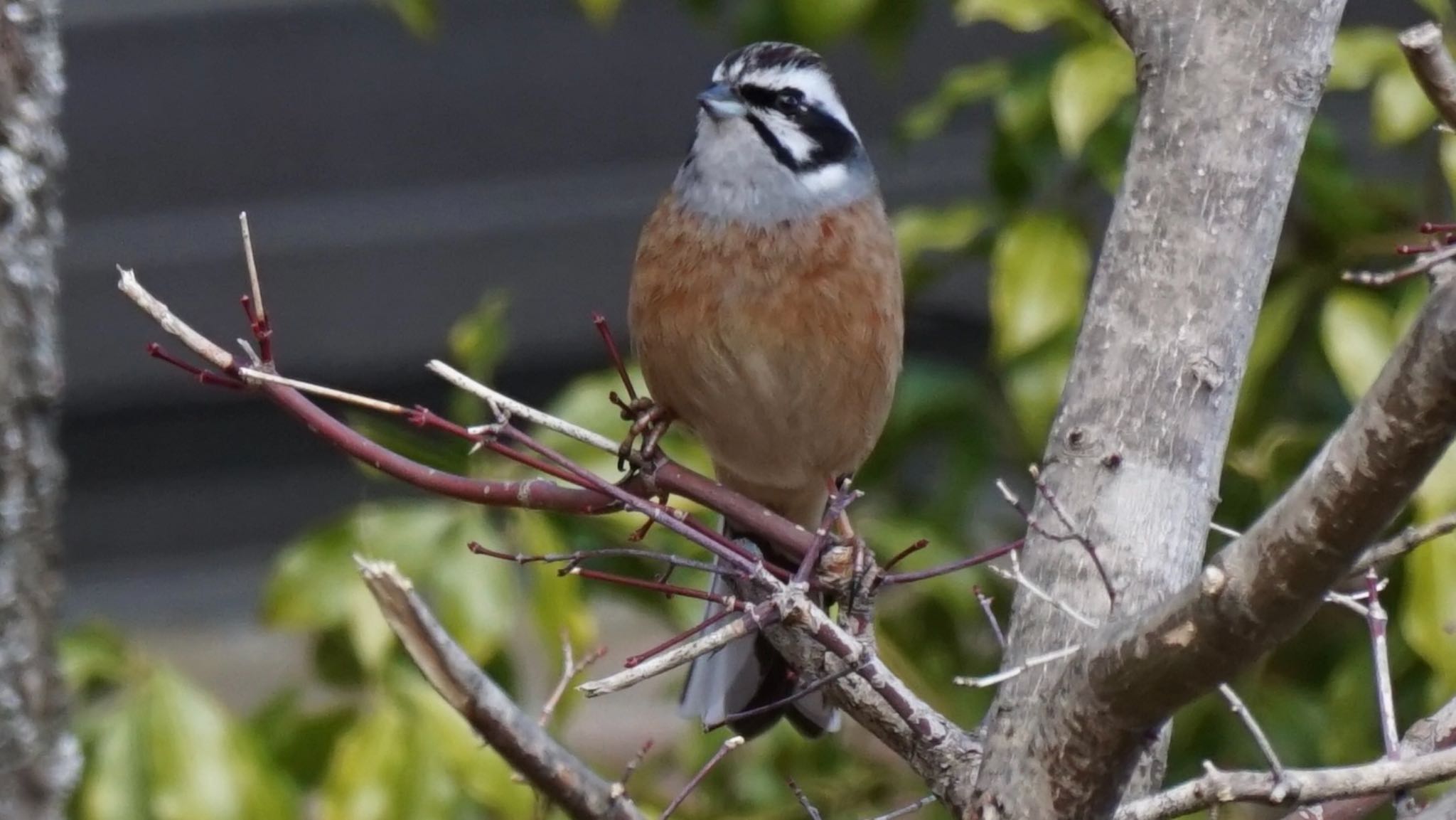 Photo of Meadow Bunting at 埼玉県県民の森 by ツピ太郎