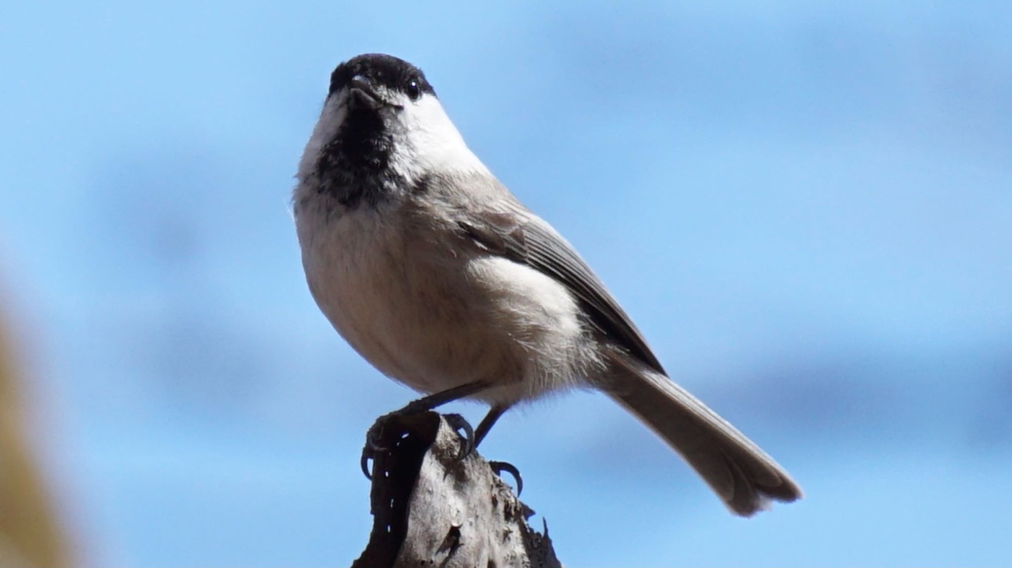 Photo of Willow Tit at 埼玉県県民の森 by ツピ太郎