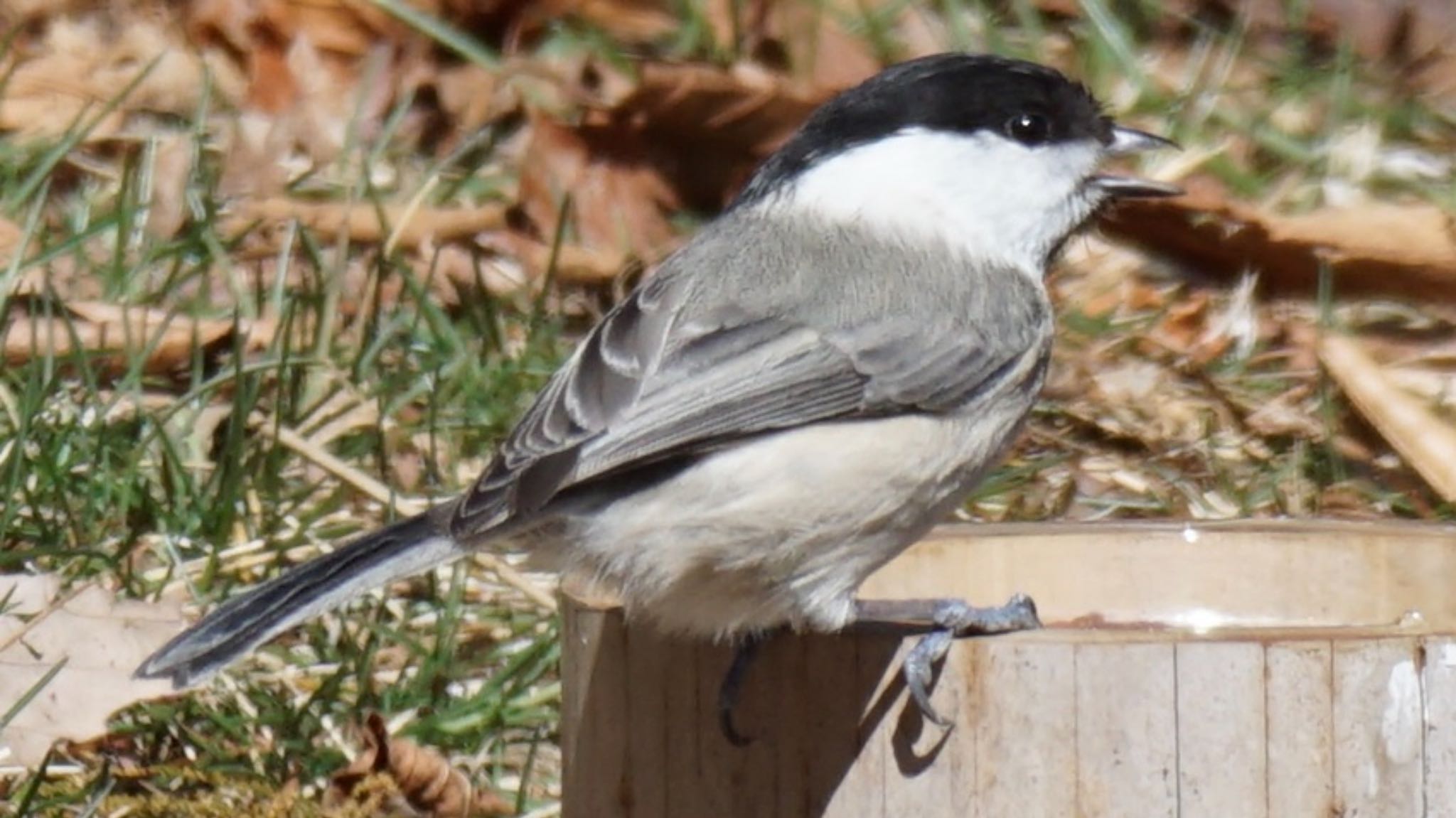 Willow Tit