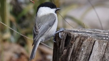 Sun, 3/14/2021 Birding report at 埼玉県県民の森