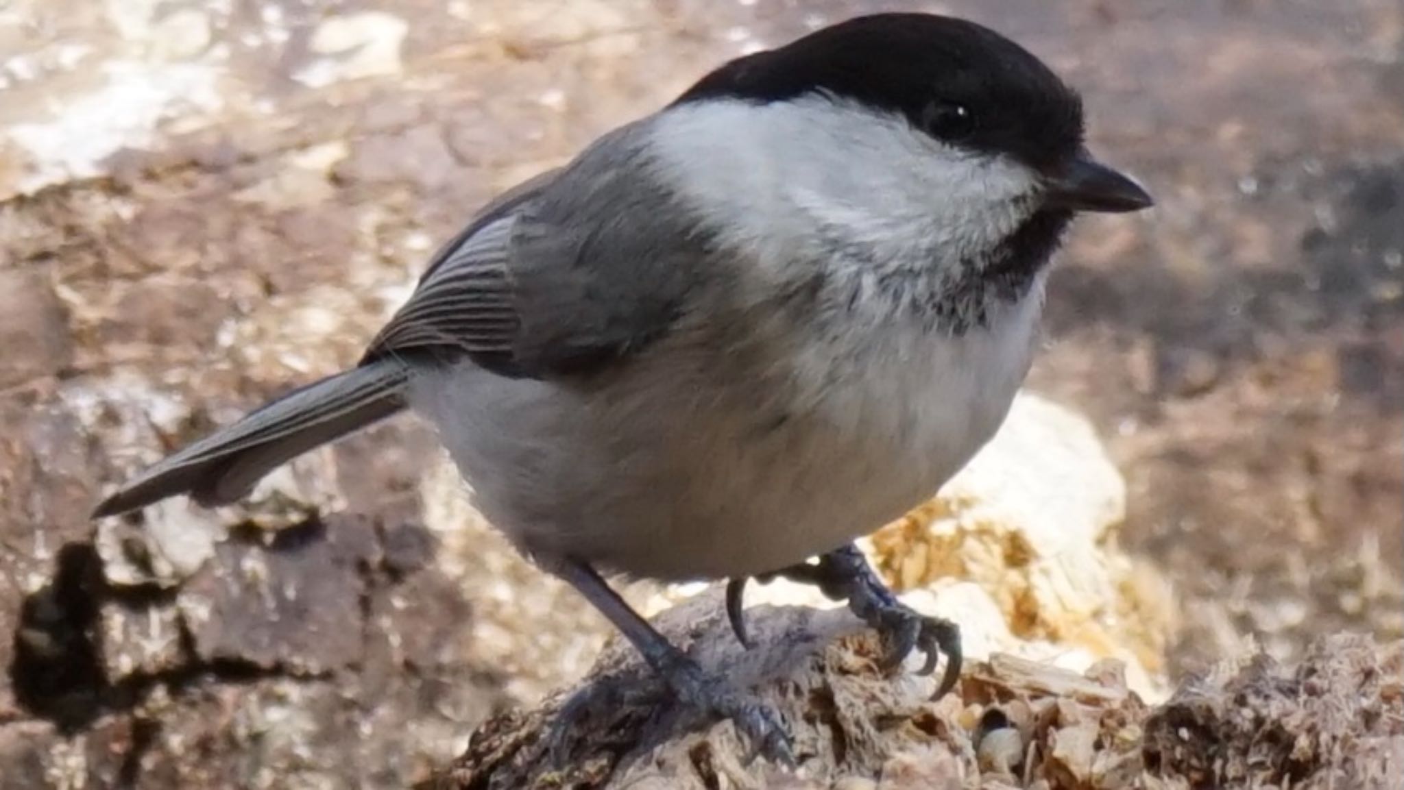 Photo of Willow Tit at 埼玉県県民の森 by ツピ太郎