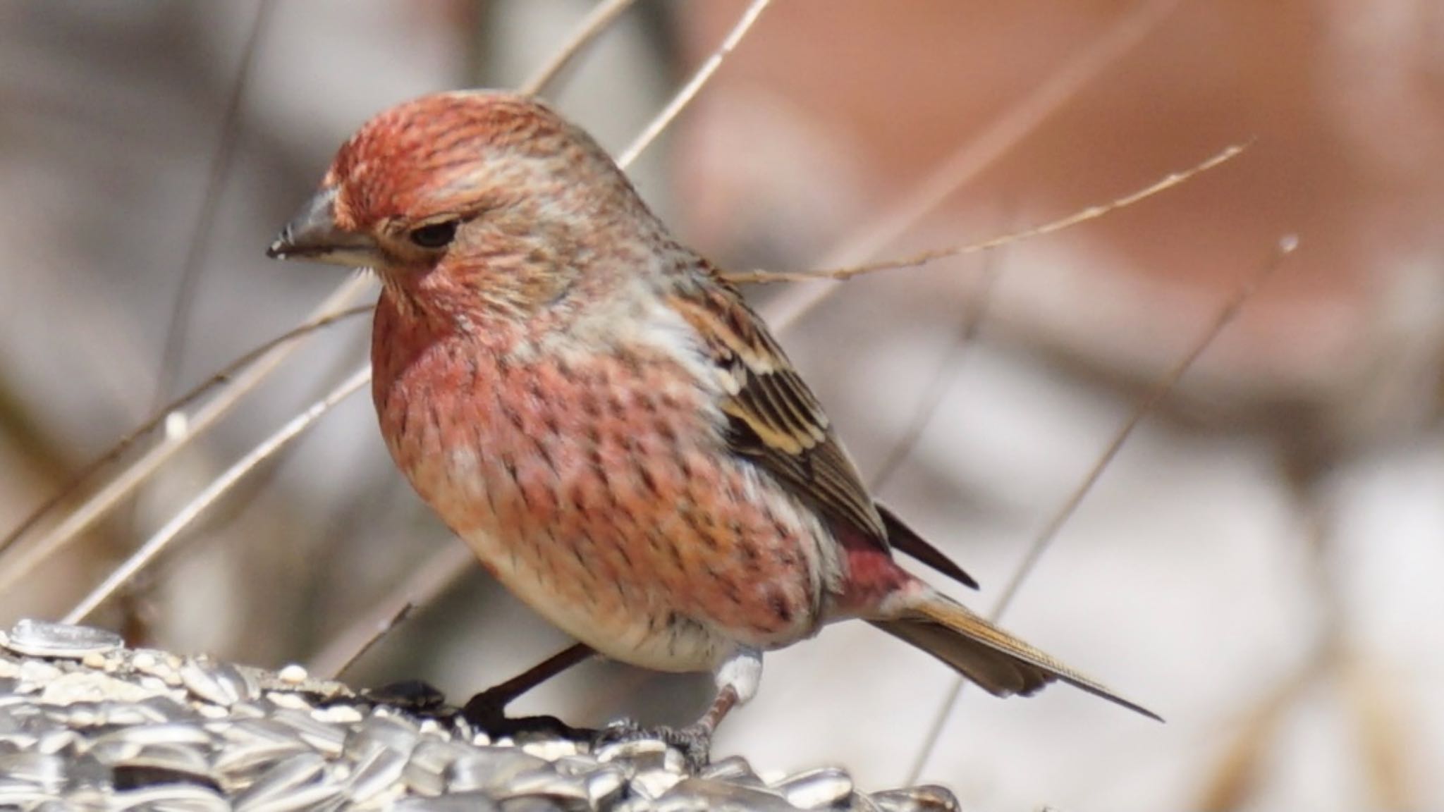 Photo of Pallas's Rosefinch at 埼玉県県民の森 by ツピ太郎