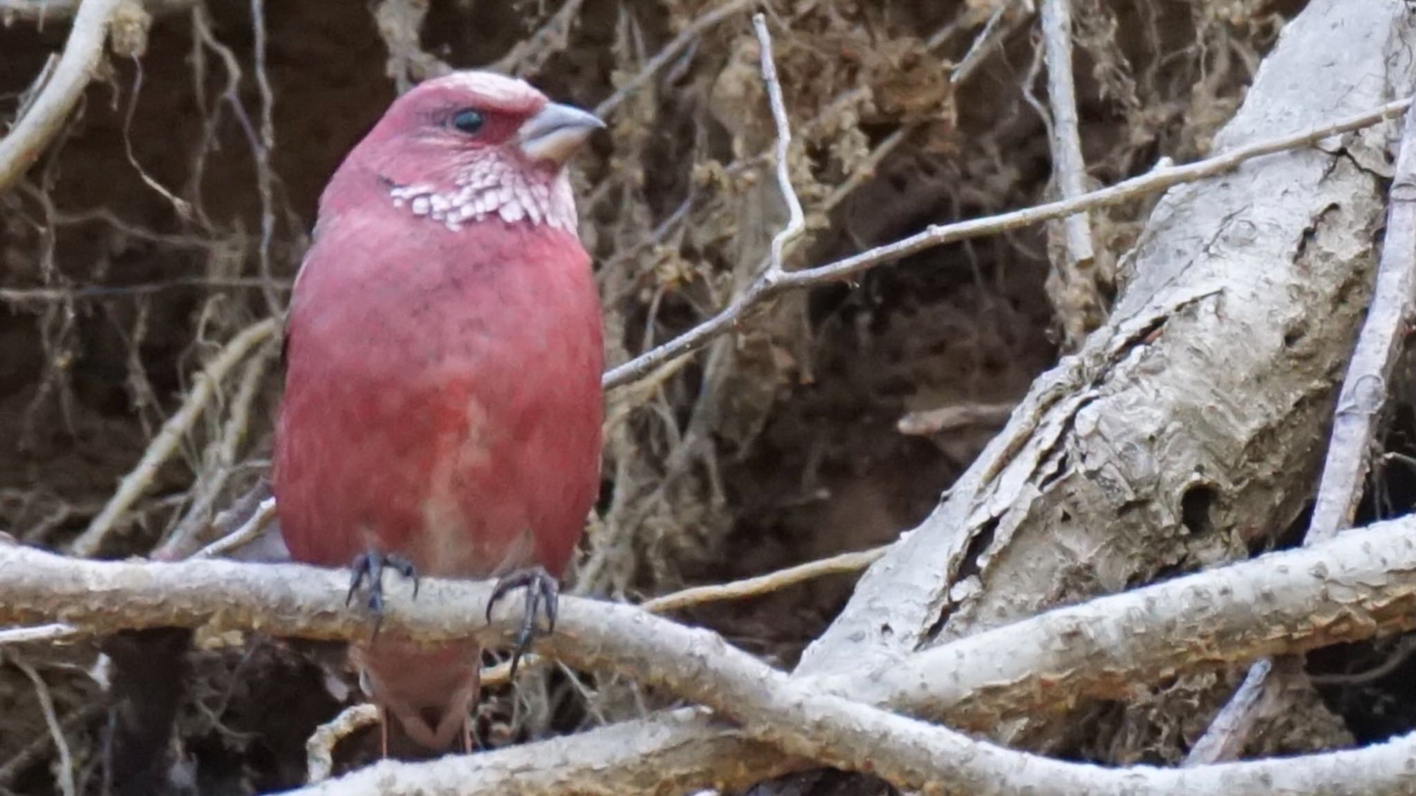 Photo of Pallas's Rosefinch at 埼玉県県民の森 by ツピ太郎