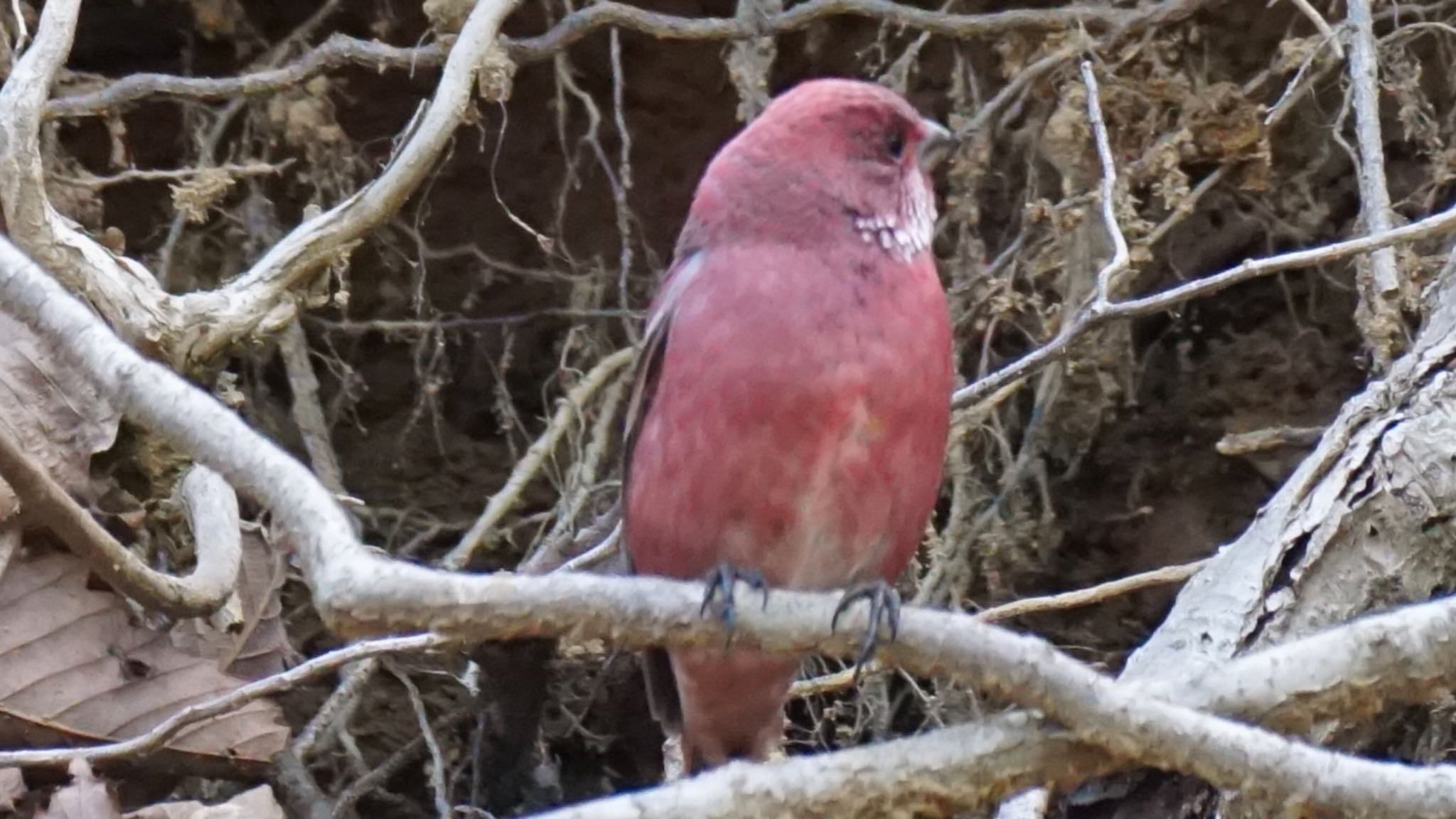 Photo of Pallas's Rosefinch at 埼玉県県民の森 by ツピ太郎