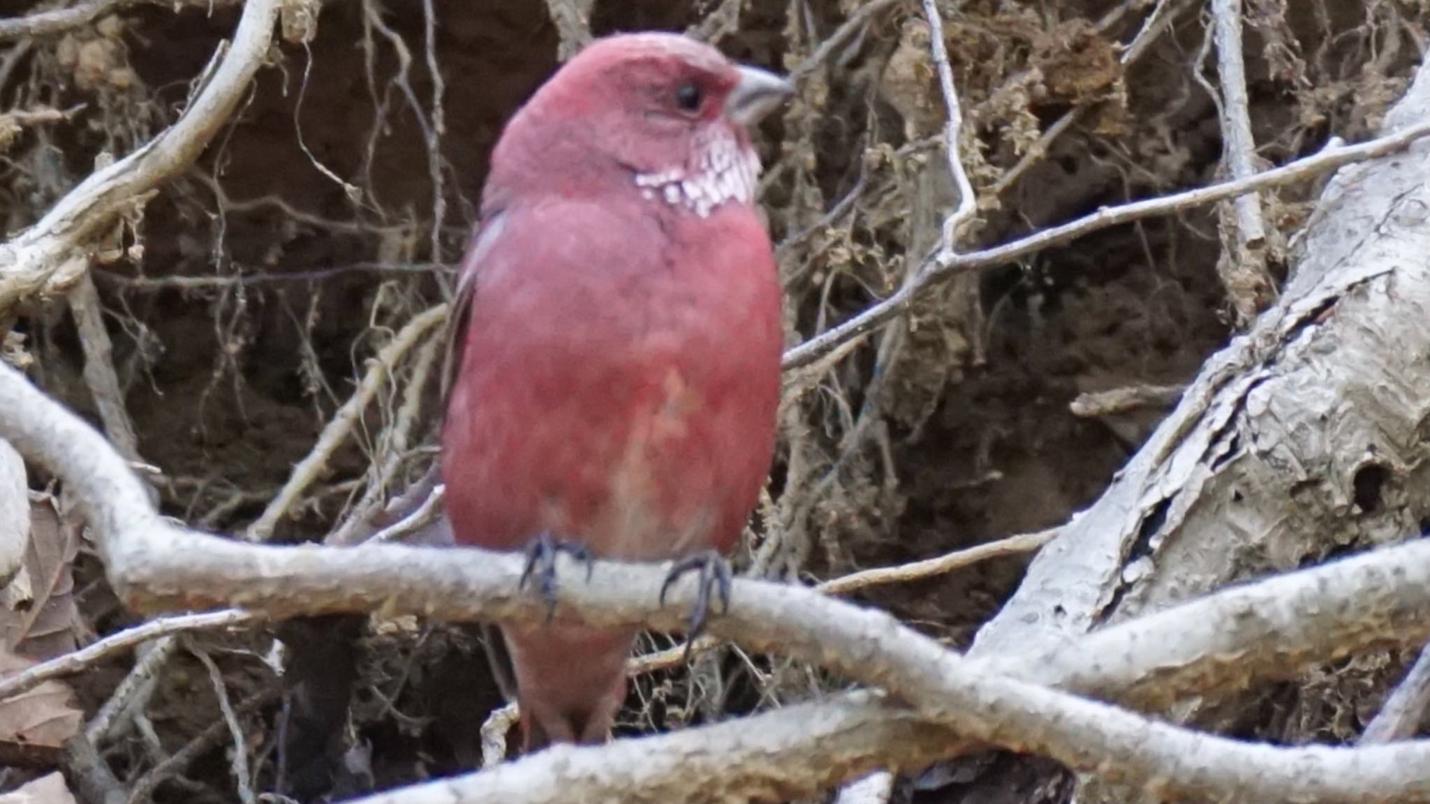 Photo of Pallas's Rosefinch at 埼玉県県民の森 by ツピ太郎