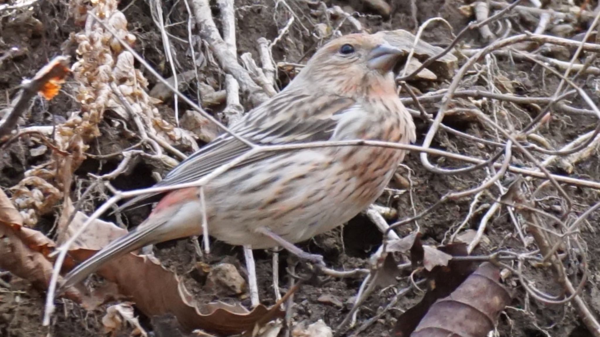 Photo of Pallas's Rosefinch at 埼玉県県民の森 by ツピ太郎