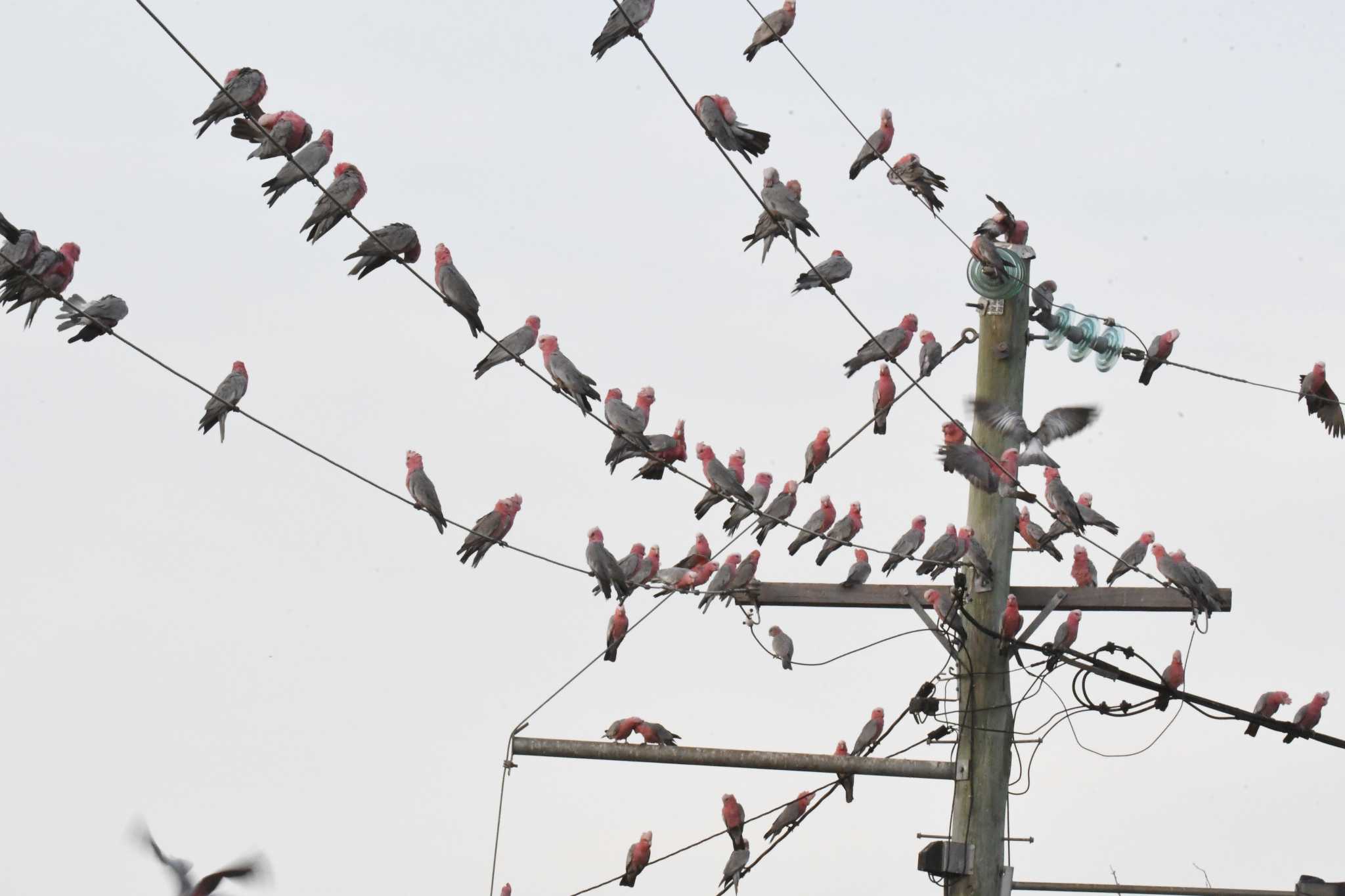 Photo of Galah at Laura (Australia) by あひる