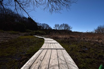 未同定 守谷野鳥のみち 2021年3月14日(日)