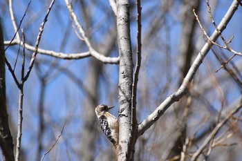 コゲラ 守谷野鳥のみち 2021年3月14日(日)