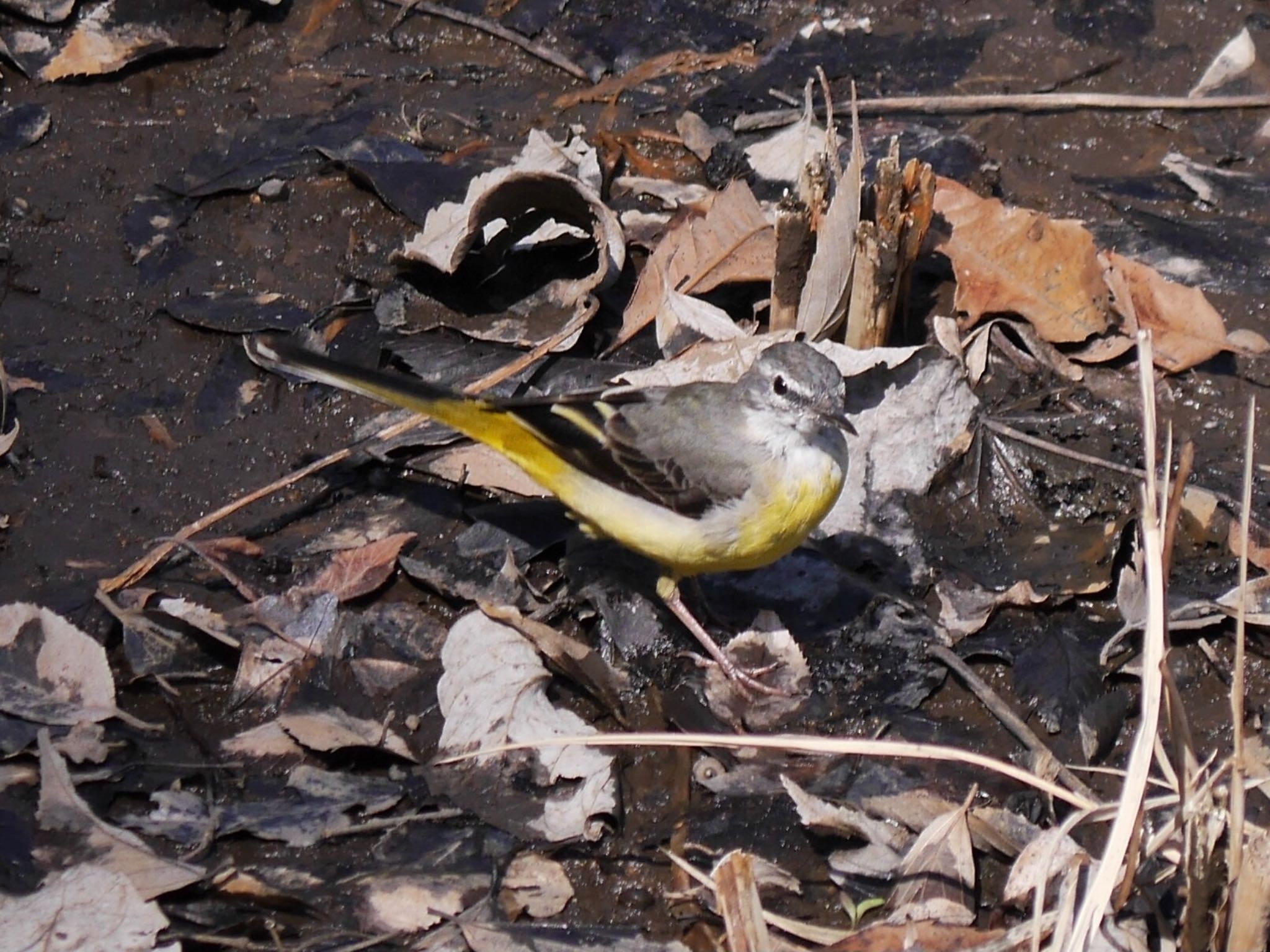 泉の森公園 キセキレイの写真