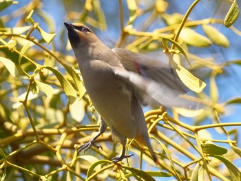 Japanese Waxwing Higashitakane Forest park Mon, 2/22/2021