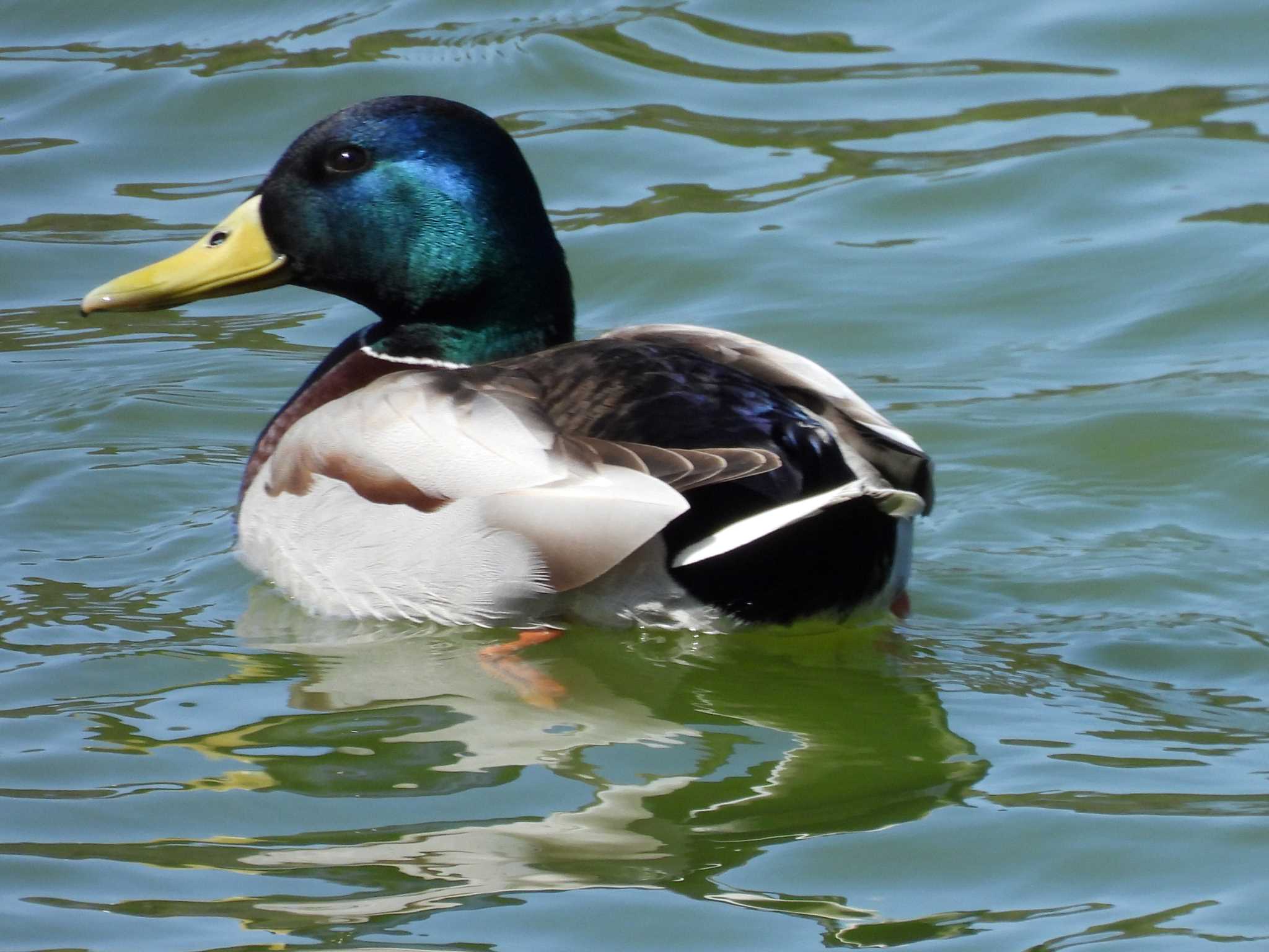 愛知県森林公園 マガモの写真 by よつくん