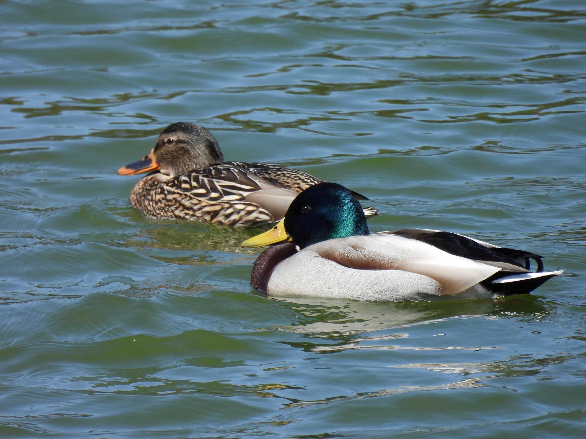 愛知県森林公園 マガモの写真 by よつくん