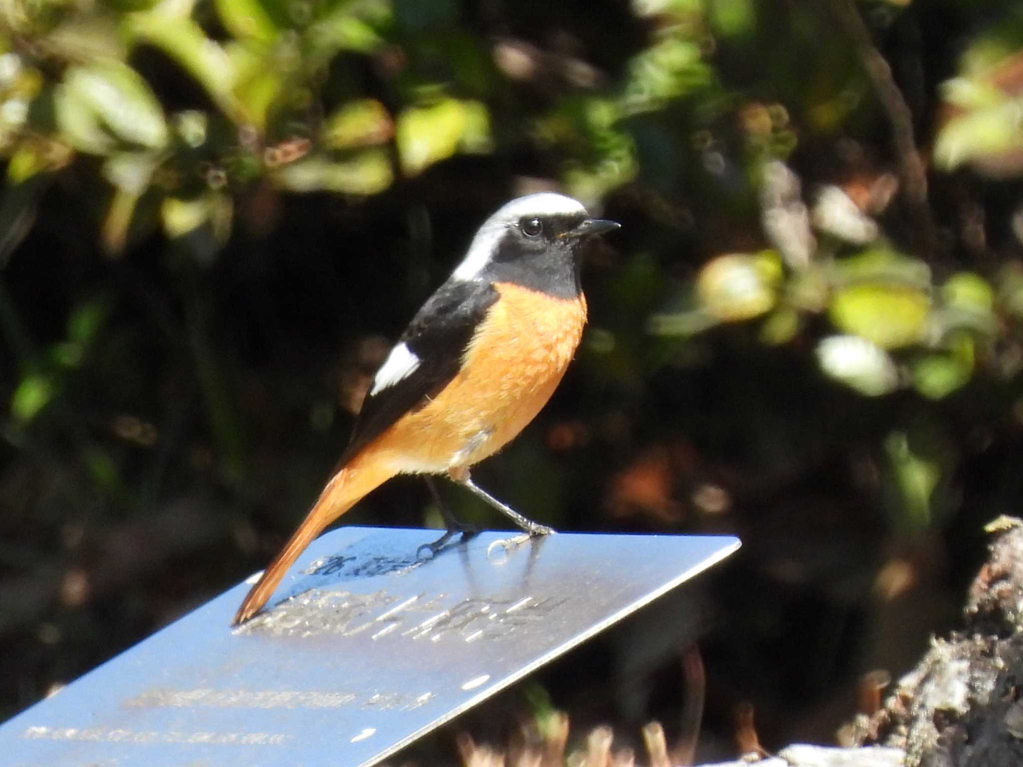 Daurian Redstart