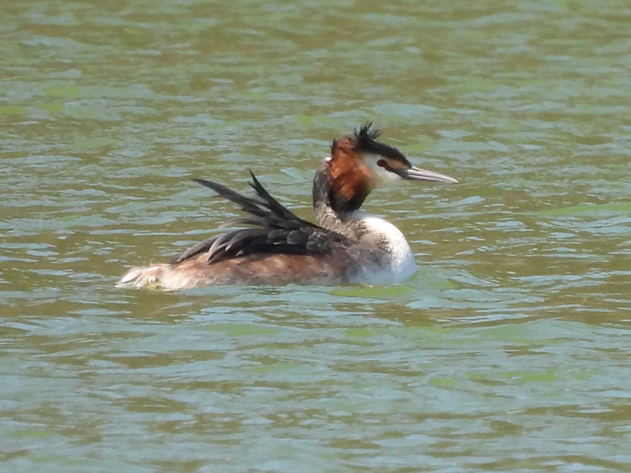 Photo of Great Crested Grebe at 愛知県森林公園 by よつくん